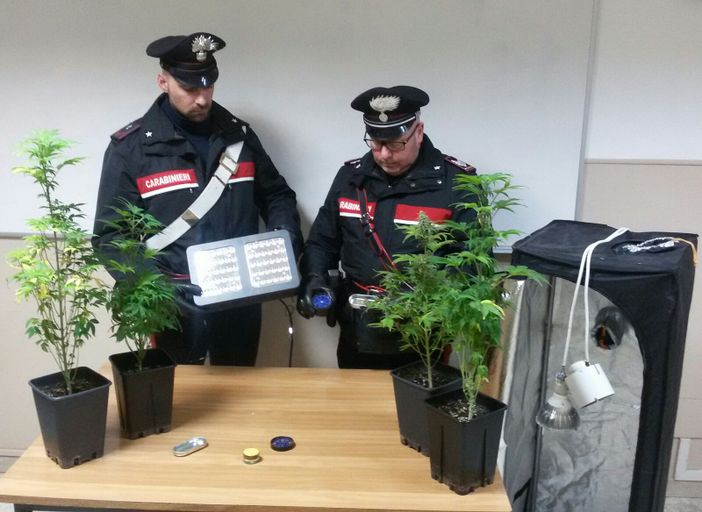 Ivrea, scoperta una mini coltivazione domestica di piante di cannabis