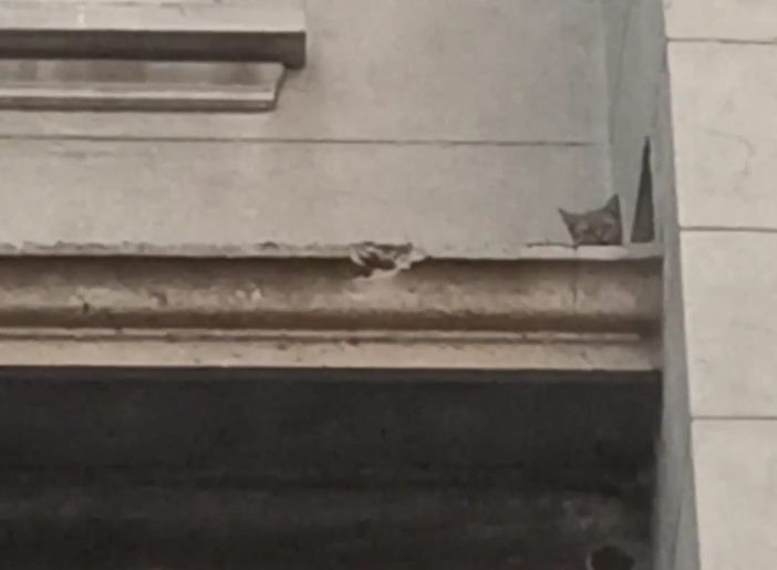 Gatti intrappolati da giorni nell'Astanteria Martini, gli animalisti: "Nessuno interviene". Ma in serata due su tre sono stati messi in salvo Gatti intrappolati da giorni nell'Astanteria Martini, gli animalisti: "Nessuno interviene". Ma in serata due su tre sono stati messi in salvo
