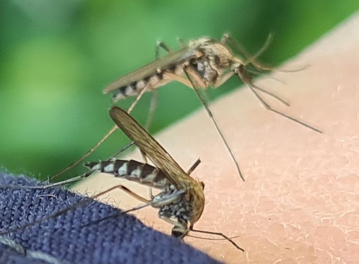 Immagine di archivio Immagine di archivio