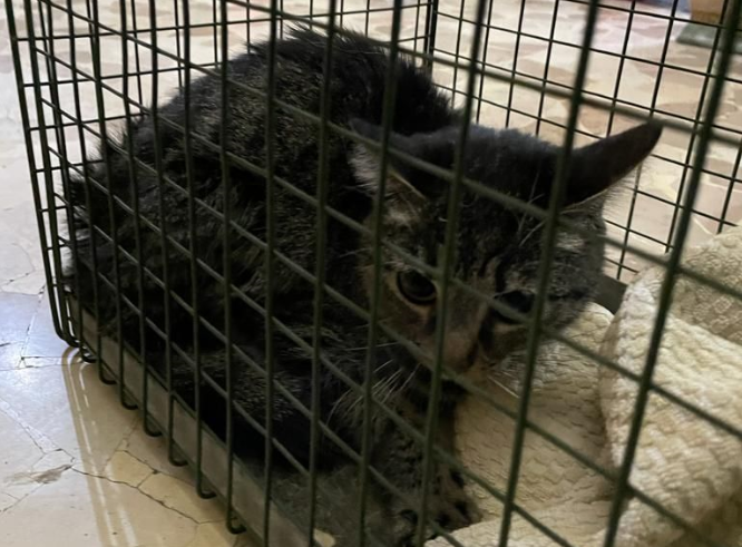 Gatto in una gabbietta