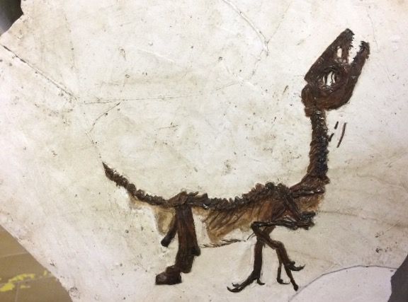 Cretaceo kids, la mostra che avvicina i bambini alla paleontologia Cretaceo kids, la mostra che avvicina i bambini alla paleontologia
