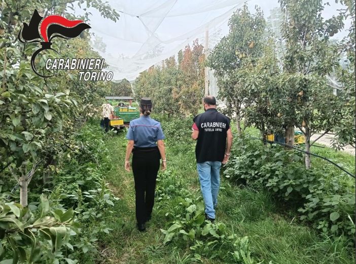 Pinerolese, controlli nelle aziende agricole