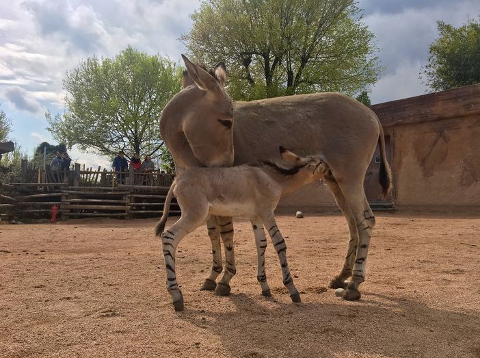 A Zoom è nato un piccolo di asino somalo
