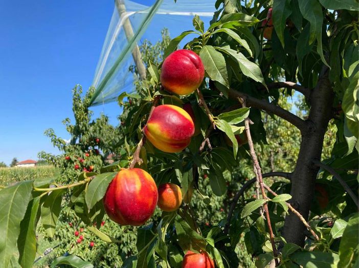 Frutta, Coldiretti Piemonte: &quot;SOS per settemila aziende piemontesi&quot;