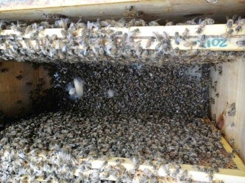 Sono già un 5% le api morte per il maltempo di maggio che, impedendo la raccolta del nettare, non ha consentito loro di nutrirsi (FOTO) Sono già un 5% le api morte per il maltempo di maggio che, impedendo la raccolta del nettare, non ha consentito loro di nutrirsi (FOTO)