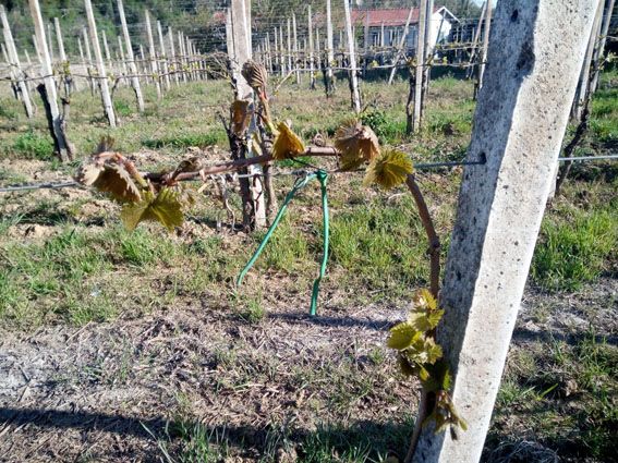 Gelata alle viti Canavese Gelata alle viti Canavese