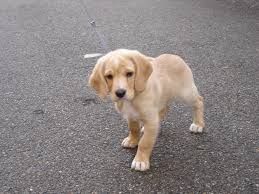 Cane cade nella Dora: vigili del fuoco lo salvano Cane cade nella Dora: vigili del fuoco lo salvano