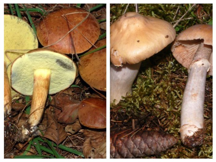 A sinistra il Boletus badius, a destra il Cortinarius caperatus