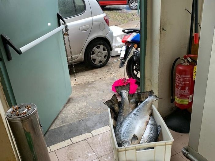 salmone mal conservato