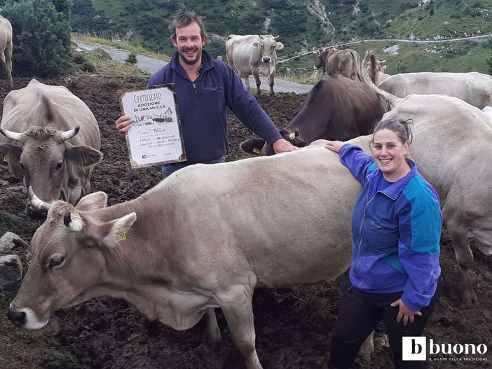 Adottare una mucca a distanza: cosa significa e perché conviene