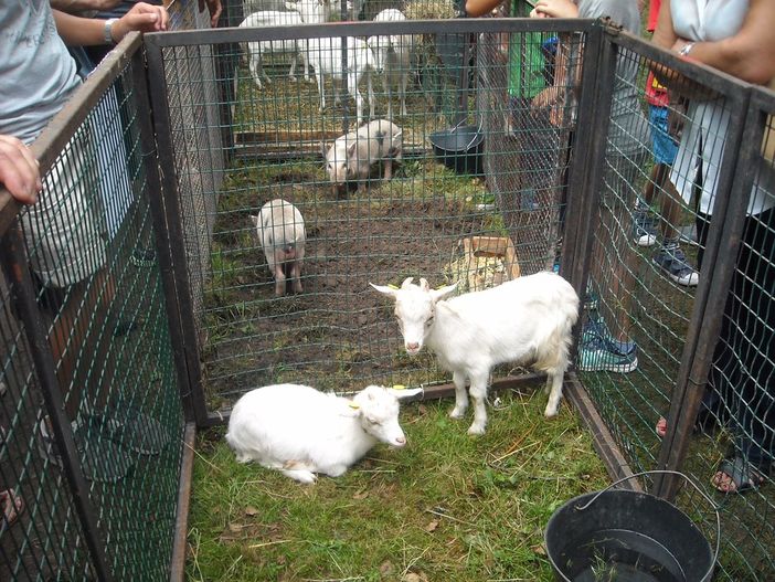 Lettera al Sindaco in difesa degli animali