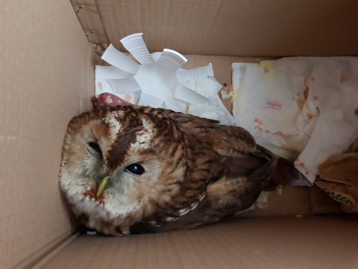 Allocco rosso messo in salvo dalla municipale. Il Canc: "E' un rapace notturno difficile da avvistare" Allocco rosso messo in salvo dalla municipale. Il Canc: "E' un rapace notturno difficile da avvistare"