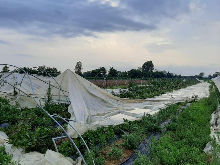 Temporale in Canavese: a Favria distrutti 2 mila metri quadri di serre