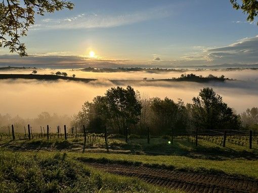 Lo splendido panorama delle vigne della cooperativa