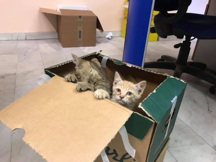 Gattini in un cassonetto a Pinasca ritrovano la famiglia Gattini in un cassonetto a Pinasca ritrovano la famiglia