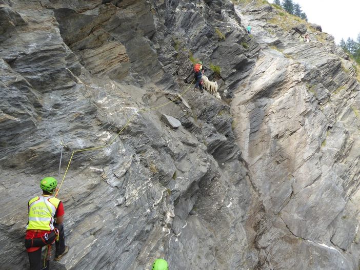 Il soccorso alpino salva un gruppo di 10 pecore a Salza di Pinerolo (FOTO)