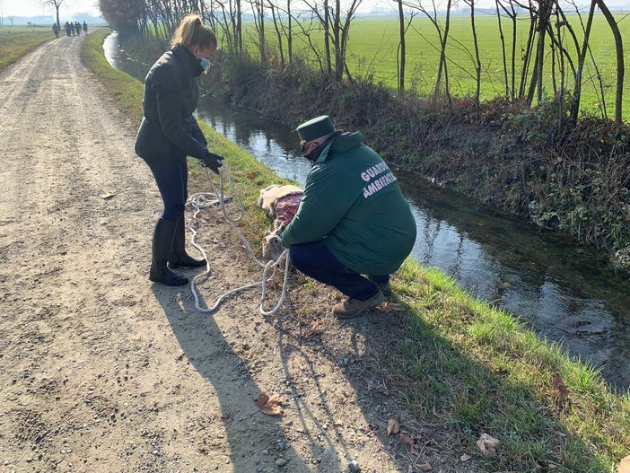 Scalenghe: ritrovata una carcassa di vitello in un fosso