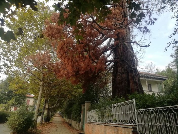 La sequoia gigante di viale Dante