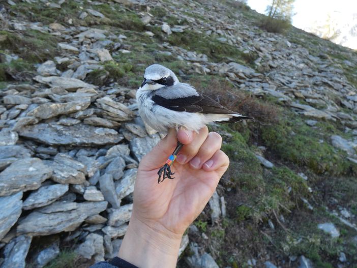 A Pragelato si parlerà di uccelli delle Alpi Cozie e delle ricerche degli ultimi anni