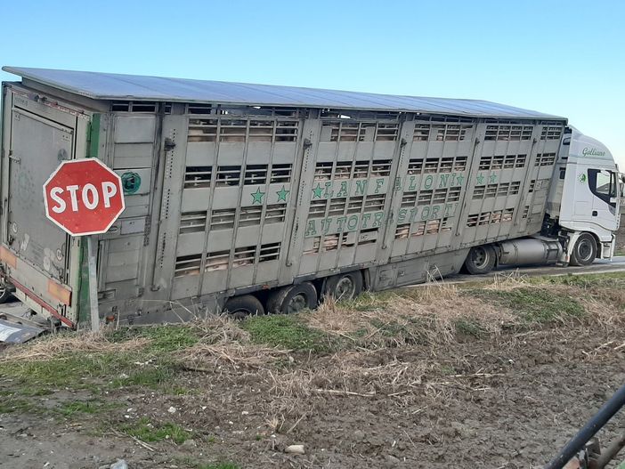 Camion maiali incidente a Vigone 10 gennaio 2021