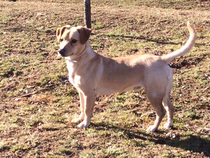 Gianciccio non riesce a trovare casa... (a Torino)