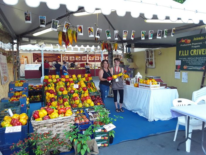 Poker d'assi goloso con Quadrato, Tumaticot, Corno di Bue, Trottola