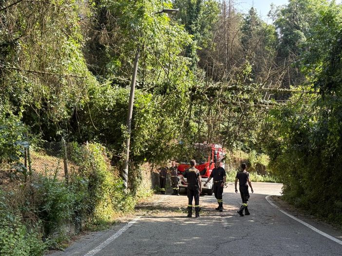 Albero cade lungo strada da Ponte Isabella a San Vito: intervento in corso dei vigili del fuoco
