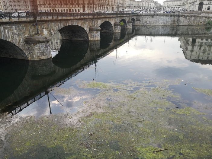 Alghe e rifiuti accumulati: gli operai puliscono il fiume Po