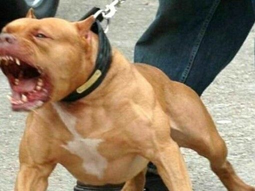 Disavventura per un runner che si preparava alla Maratona di Torino
