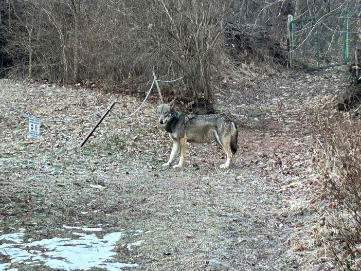 Il lupo immortalato a Oulx