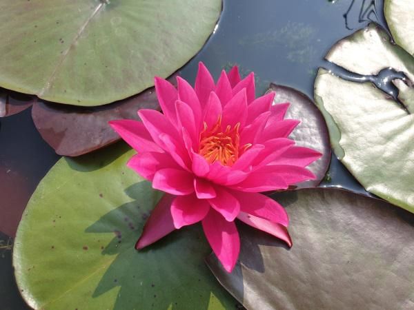 Piante acquatiche, un universo affascinante Piante acquatiche, un universo affascinante