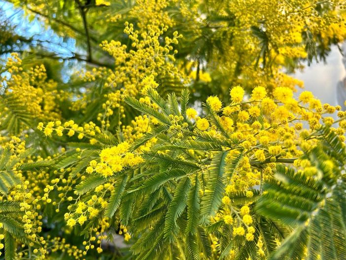 Festa della donna, a Grugliasco eventi e attività fino all'11 marzo