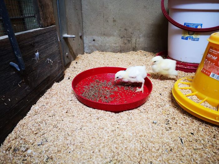 allevamento di polli biologici