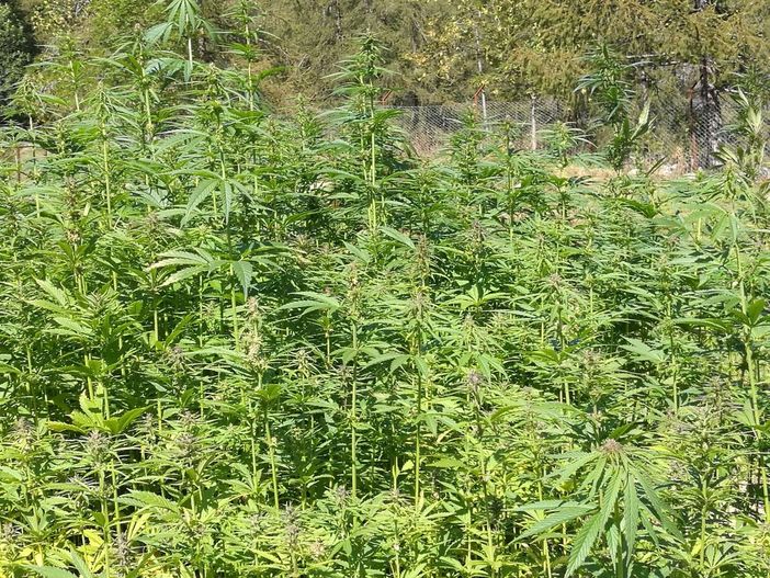 Dalla fiera &quot;Canapissima&quot; al coordinamento nazionale per la legalizzazione della canapa