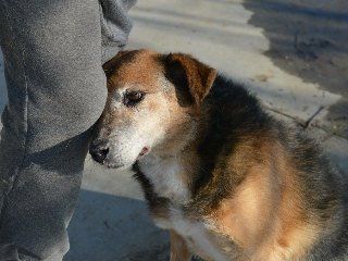 Blacky, un cane in cerca d'amore Blacky, un cane in cerca d'amore