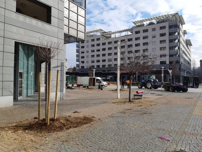 piantumazione alberi in piazza Delpiano piantumazione alberi in piazza Delpiano
