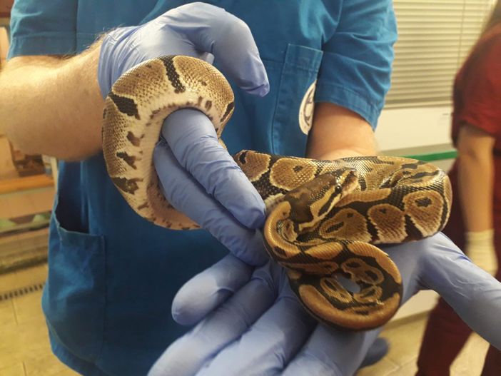 pitone reale ritrovato