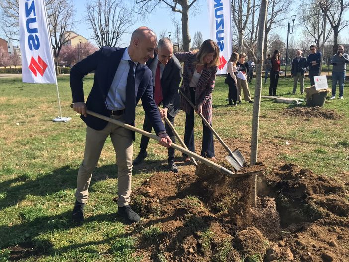 piantumazione ciliegi