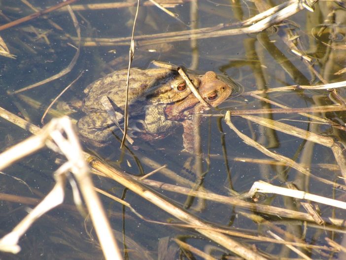 Parte la campagna di salvaguardia dei rospi in riproduzione