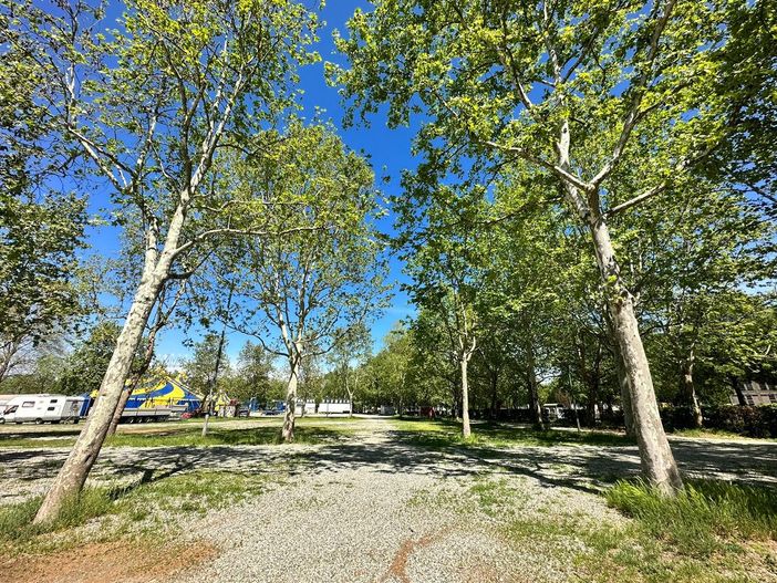 alberi - foto d'archivio