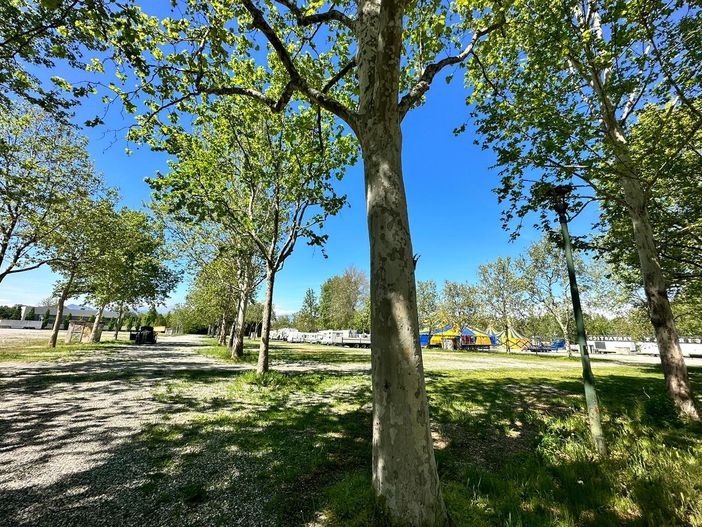 Giornata degli alberi, Coldiretti Piemonte: “SOS verde urbano con 23,7 mq a testa a Torino”