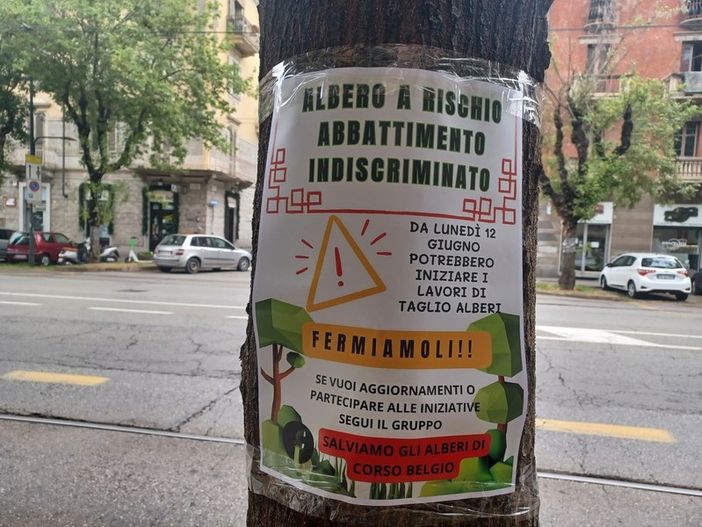 “Salviamo gli alberi di corso Belgio”, un'assemblea pubblica e un'opera d'arte collettiva per sensibilizzare i cittadini