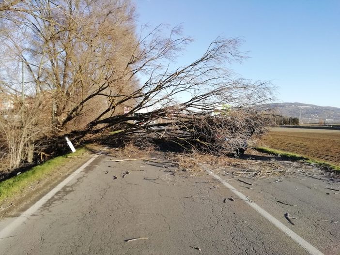 albero crollato moncalieri albero crollato moncalieri