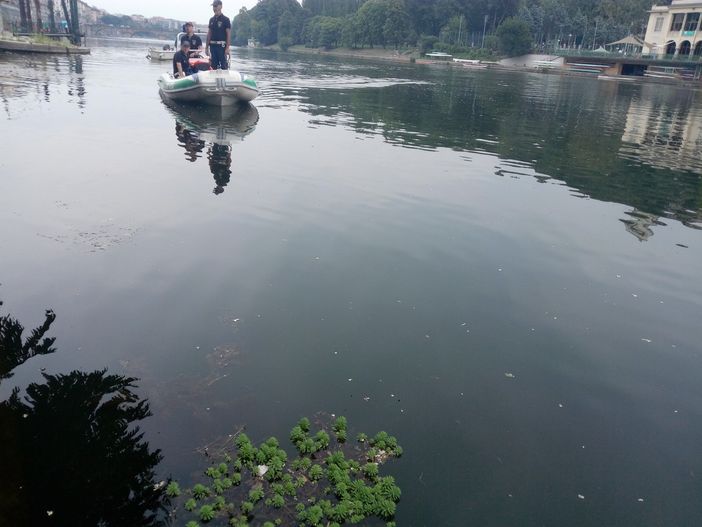 Alghe nel Po: stamattina è scattata l'eradicazione del Myriophillium Alghe nel Po: stamattina è scattata l'eradicazione del Myriophillium