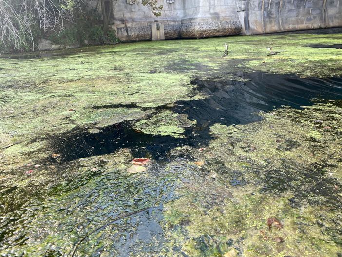 alghe e siccità nel Po