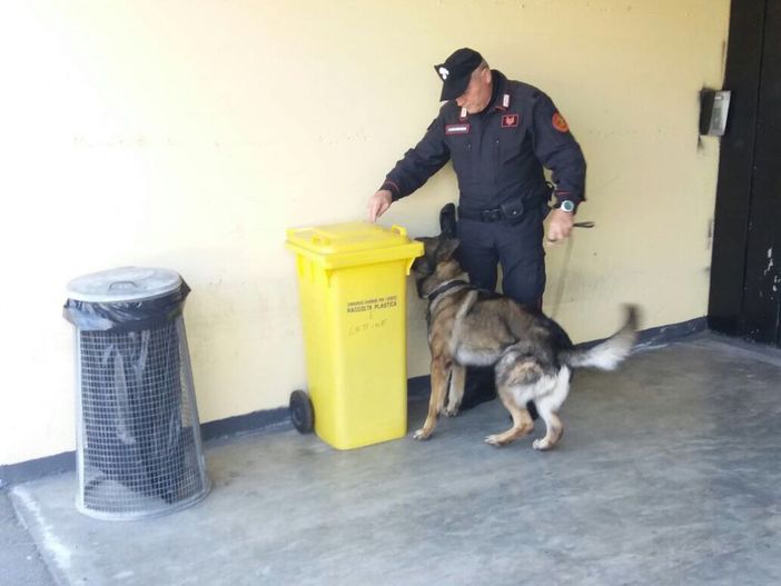 Droga a scuola, ancora sequestri dei carabinieri Droga a scuola, ancora sequestri dei carabinieri