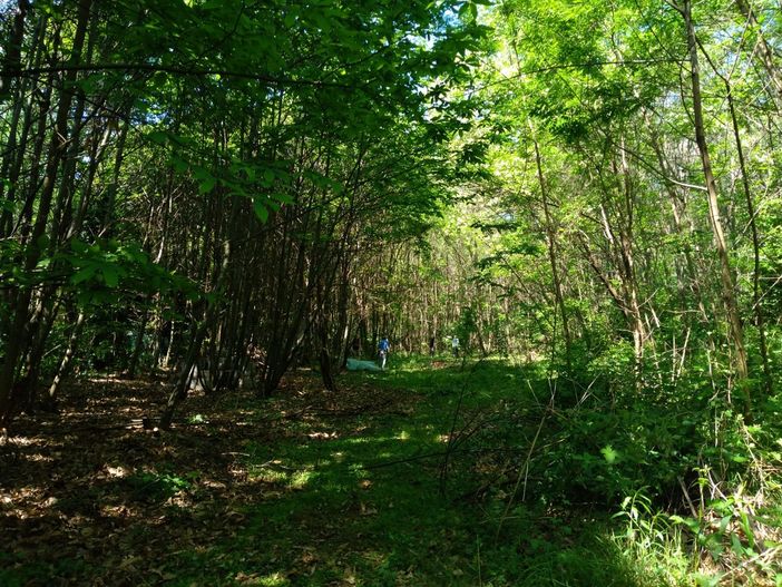 San Giorio, nel bosco spunta un cadavere: disposta l'autopsia per scoprirne l'identità