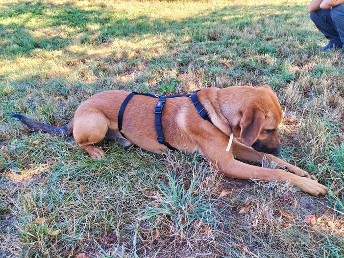 Al Canile Rifugio di Torino troppi amici a quattro zampe in attesa: "Situazione peggiorata rispetto al 2022" Al Canile Rifugio di Torino troppi amici a quattro zampe in attesa: "Situazione peggiorata rispetto al 2022"