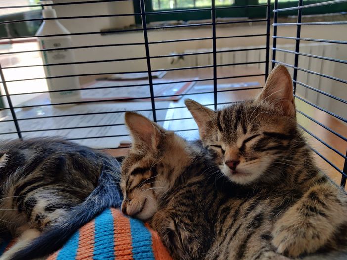 Gatti Gatti