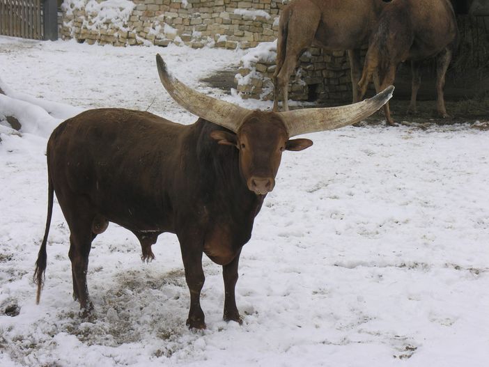 Cumiana, prima neve dell'anno anche al bioparco Zoom